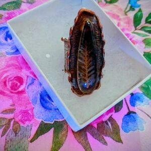 Elegant Brown Leaf Design Ring